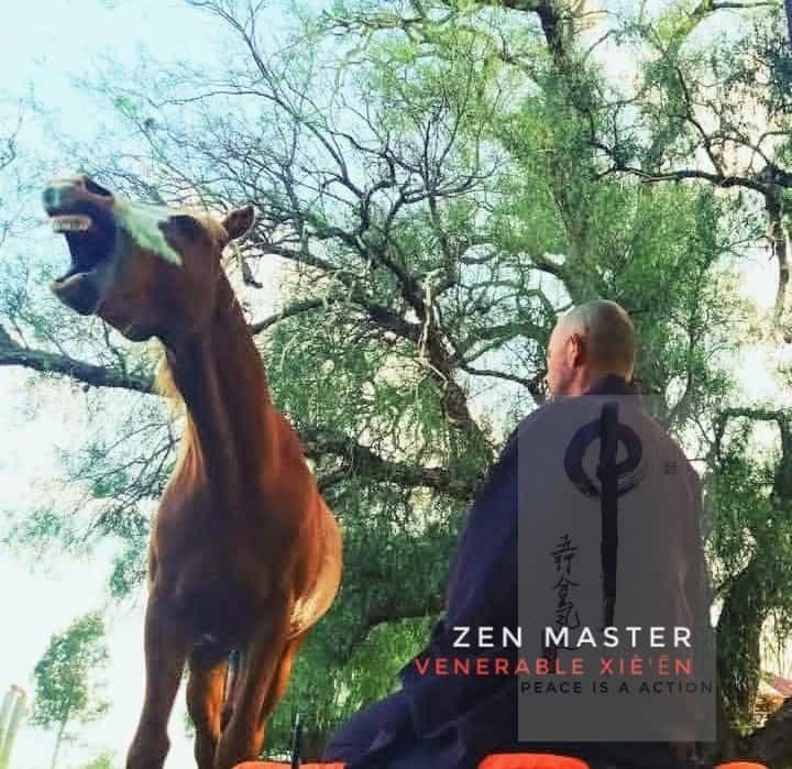 Year of the Fire Horse Australian Red Brumby Stallion alongside Venerable Xieen meditating at the EarthWorks Centre Animal Sanctuary Year of the Fire Horse Australian Red Brumby Stallion alongside Venerable Xieen meditating at the EarthWorks Centre Animal Sanctuary