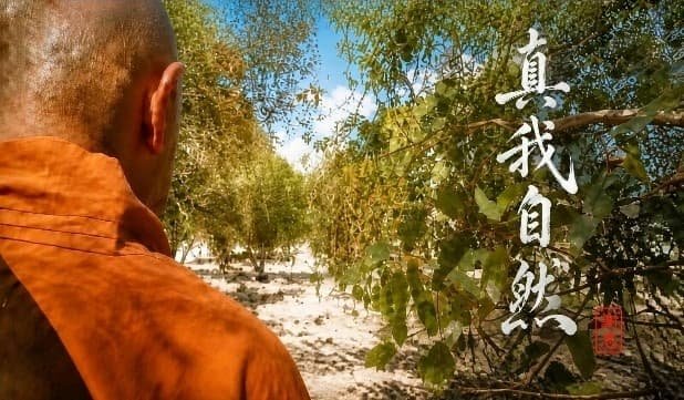spring five elements medical meditation by zen master and physician venerable xieen