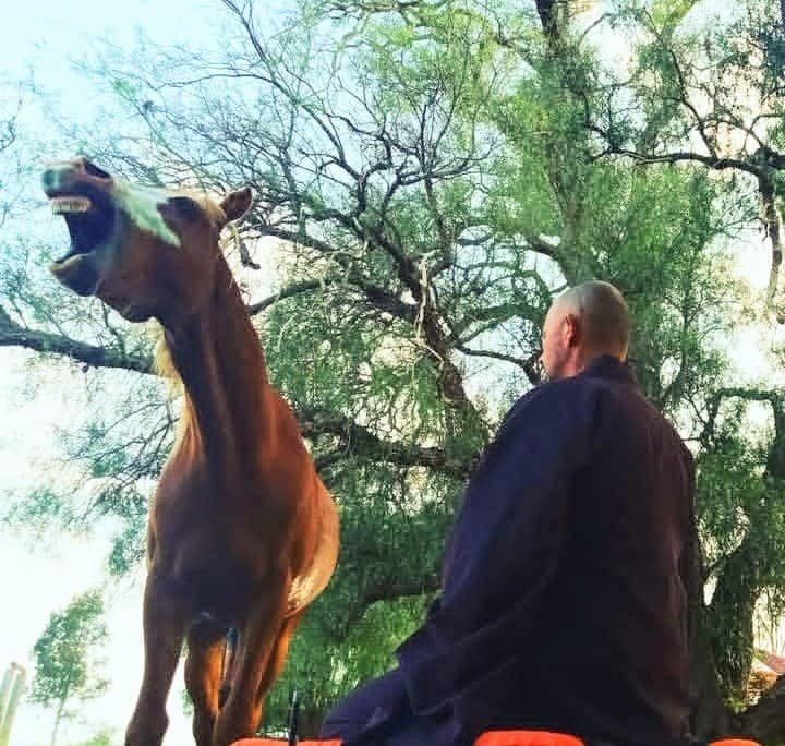 year of the fire horse red australian brumby with zen master and physician venerable xieen meditating spring five elements medical meditation by zen master and physician venerable xieen